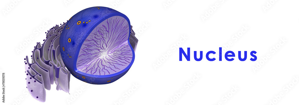 Nucleus in animal cell Stock Illustration | Adobe Stock