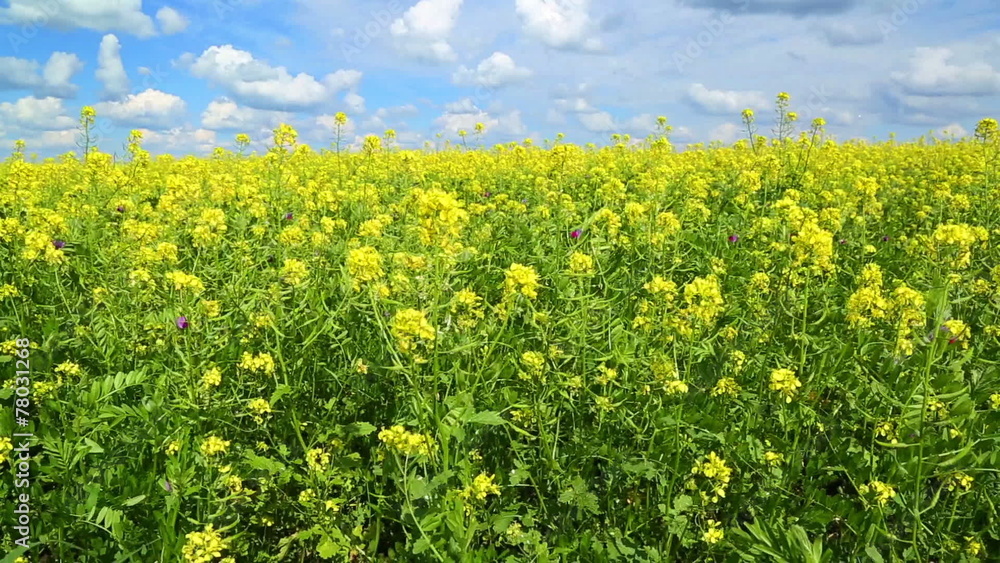 beautiful flowering rapeseed field under blue sky - slider dolly beautiful flowering rapeseed field under blue sky - slider dolly