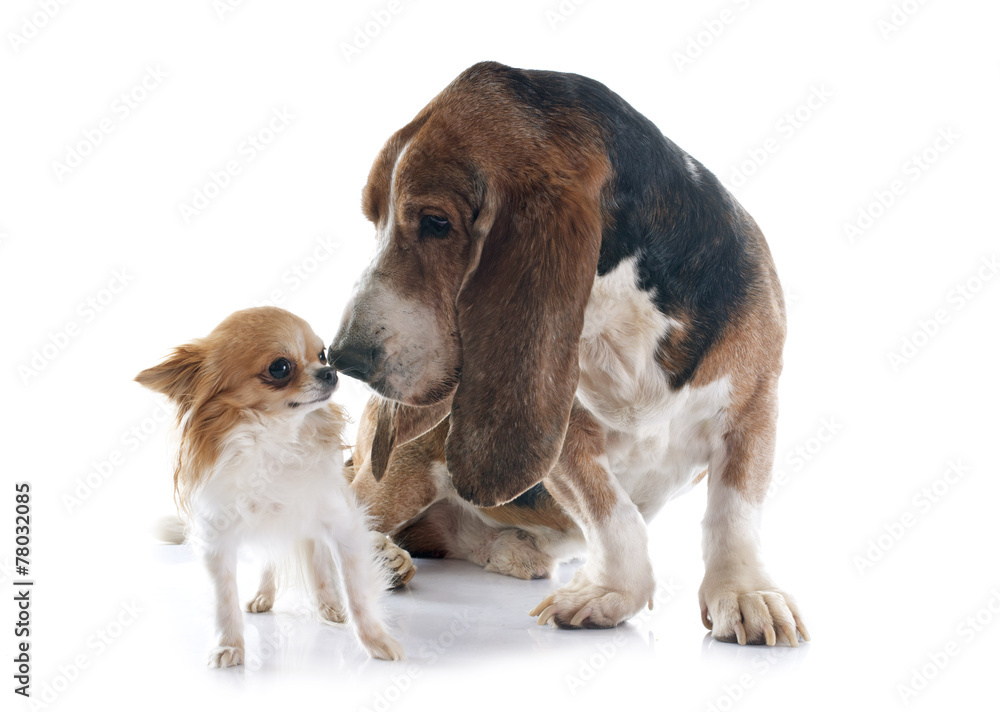 basset hound and chihuahua basset hound and chihuahua