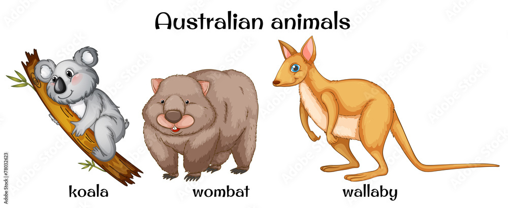 Fototapeta premium Australian animals