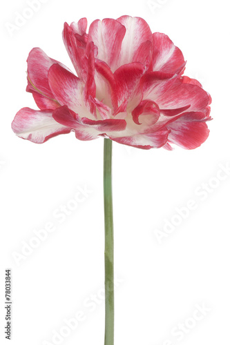 Fototapeta Naklejka Na Ścianę i Meble -  tulip