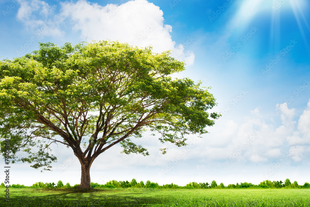Spring meadow with big tree with fresh green leaves Spring meadow with big tree with fresh green leaves