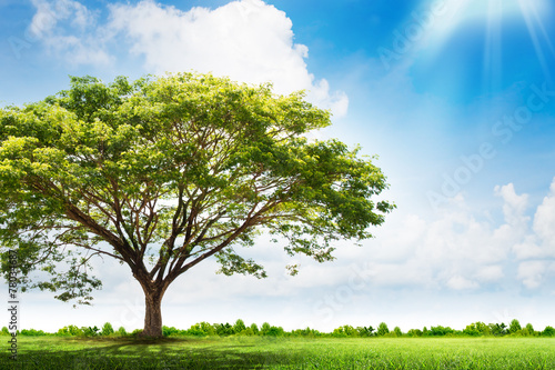 Spring meadow with big tree with fresh green leaves