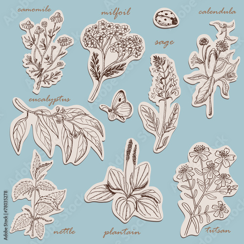 Herbs collection on tags in sketch style