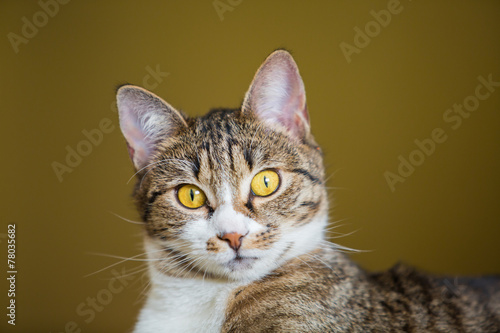 Fototapeta Naklejka Na Ścianę i Meble -  Tabby cat