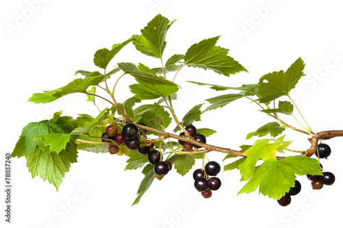 black currant branch photo