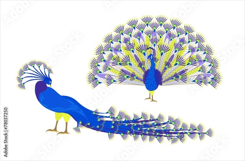 Павлин