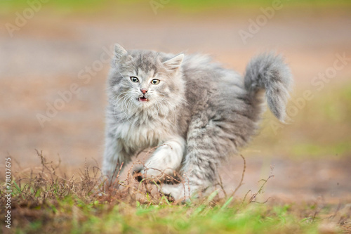 Little grey kitten playing outdoors