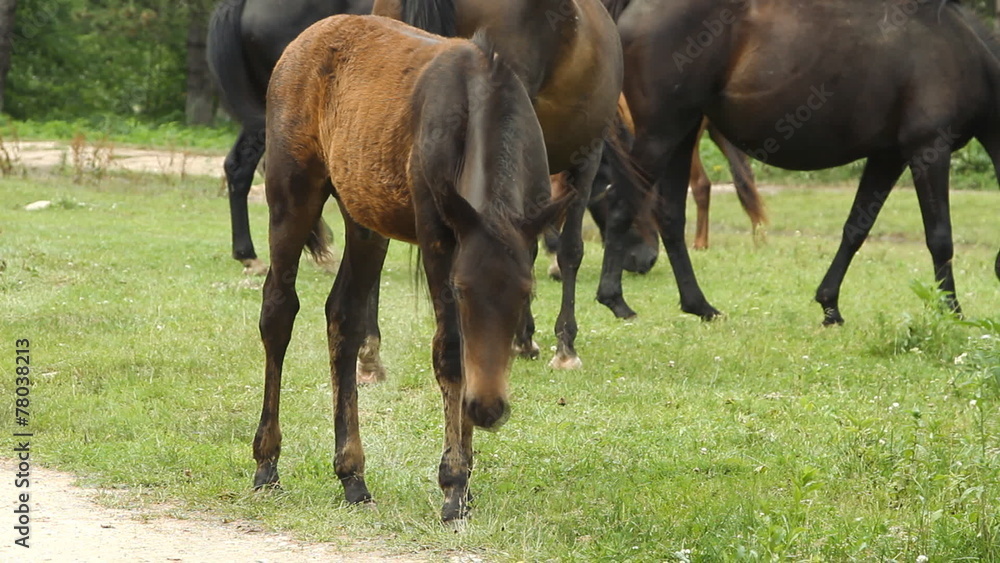 Horse grazing on pasture and eating green grass Horse grazing on pasture and eating green grass