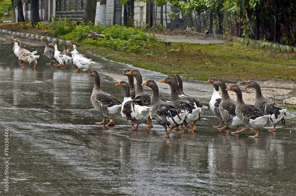 Fototapeta premium Group of many domestic ducks return in the rain at home