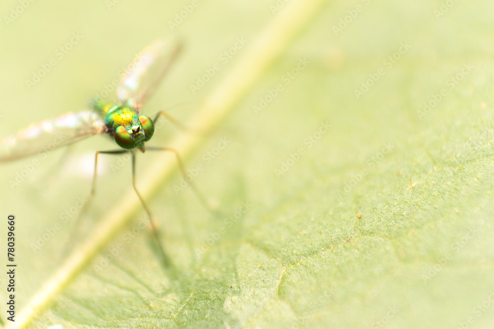close-up extreme macro little insect soft focus details nature b close-up extreme macro little insect soft focus details nature b