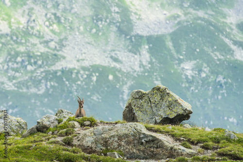 Alpine goat in the rocks