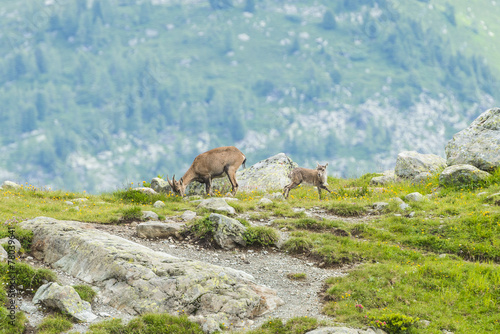 Two alpine goats on the rocks on a mountain