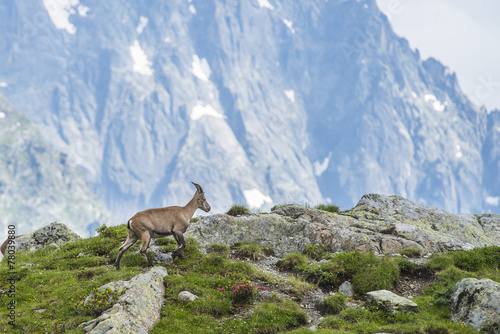 Alpine ibex on a rock on a mountain