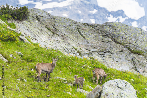 Three alpine goats in the rocks in the meadows on a mountain