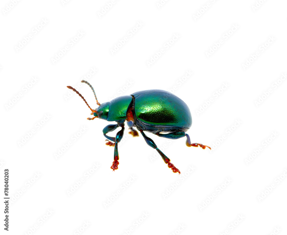 Fototapeta premium Green beetle