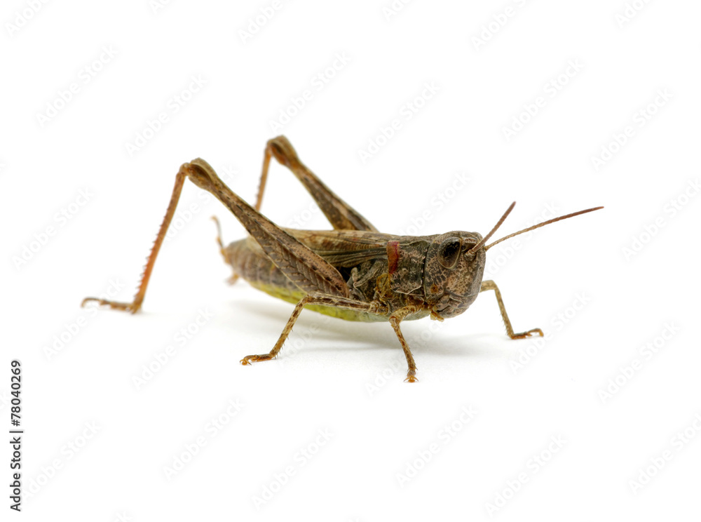 grasshopper grasshopper
