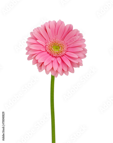 Pink gerbera