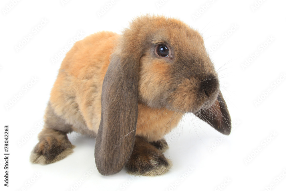 brown rabbit brown rabbit