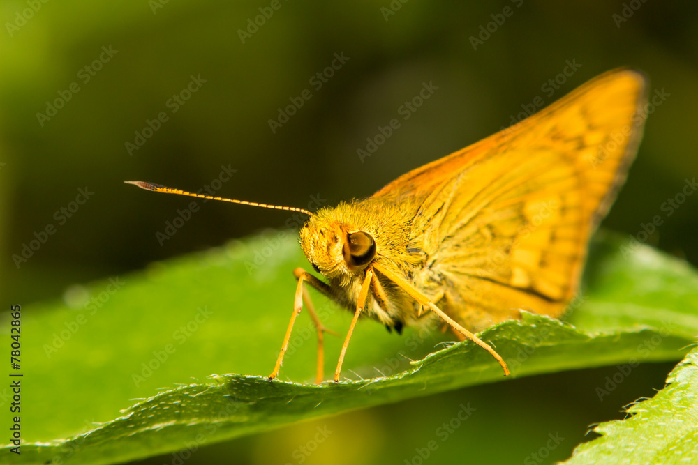 extra soft focus butterfly moth macro on green leaf extra soft focus butterfly moth macro on green leaf