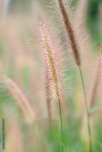 pennisetum Pedicellatum Trin