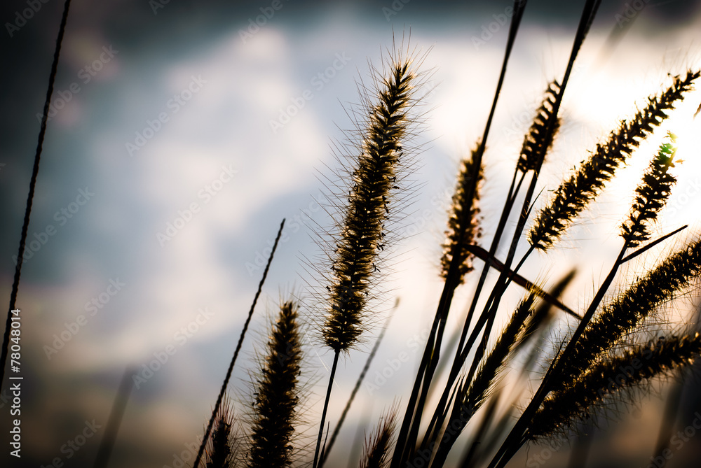 Obraz premium Flower grass background