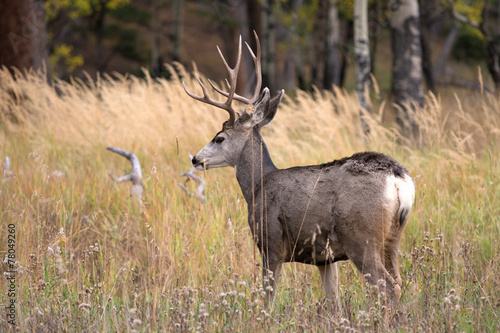 Mule deer in aspen