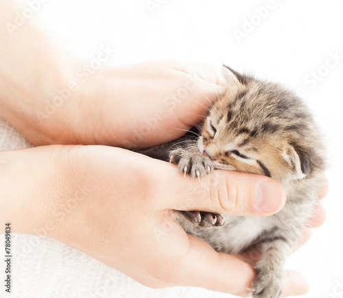 lovely tabby kitten in human palms on a white blanket