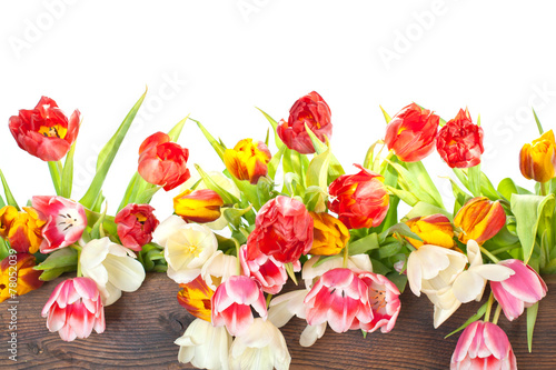 Wallpaper Mural bunte tulpen  Torontodigital.ca