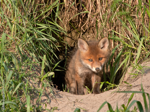 Young fox comes out of the hole