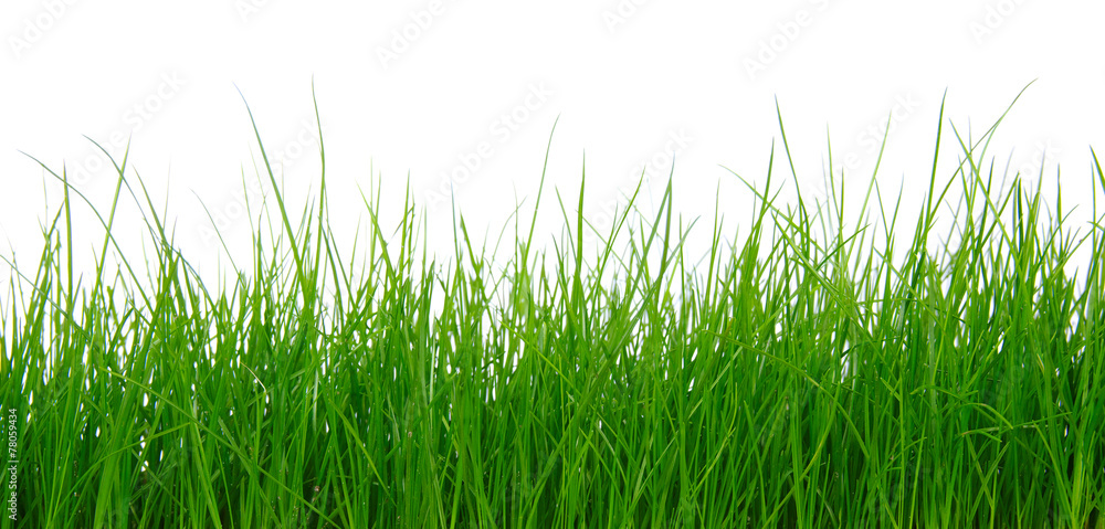Obraz premium Green grass on white background
