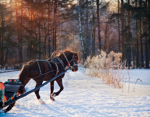 Black Horse with sleigh on frozen forest background