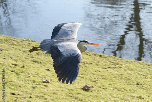 Wallpaper Mural Grey Heron, Ardea cinerea Torontodigital.ca