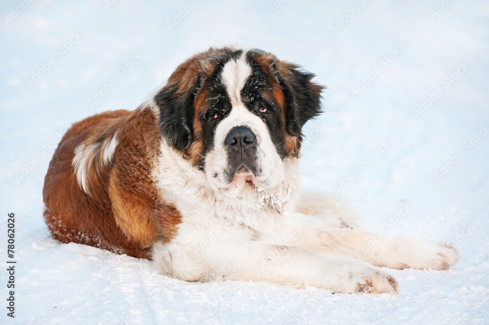 Saint bernard dog in winter