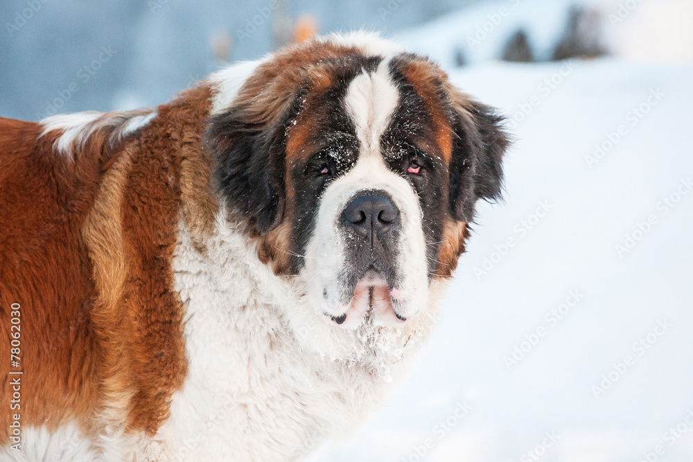 Portrait of saint bernard dog