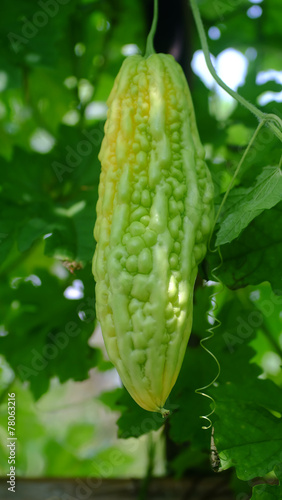 Bitter melon planted