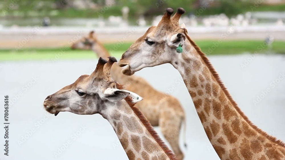 giraffes in the zoo safari park. HD. 1920x1080 giraffes in the zoo safari park. HD. 1920x1080