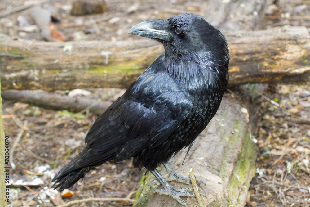 Fototapeta premium Raven (Corvus corax)