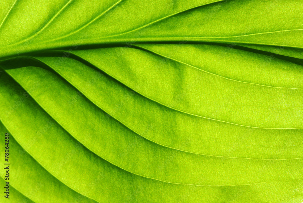 green leaf texture green leaf texture