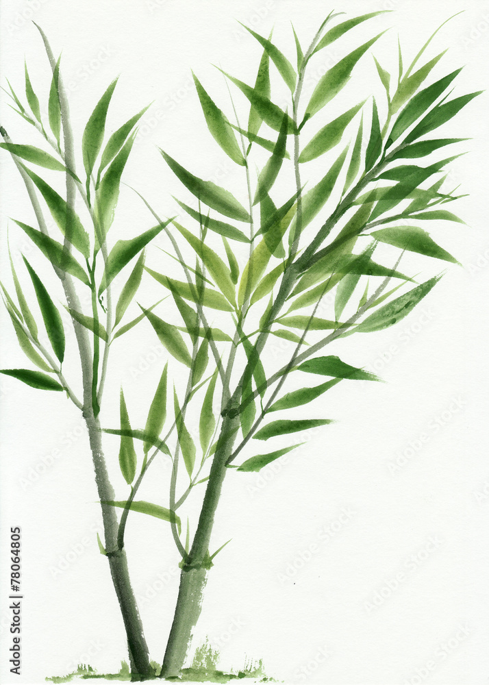 Fototapeta premium Young green bamboo