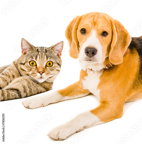 Beagle dog and cat Scottish Straight