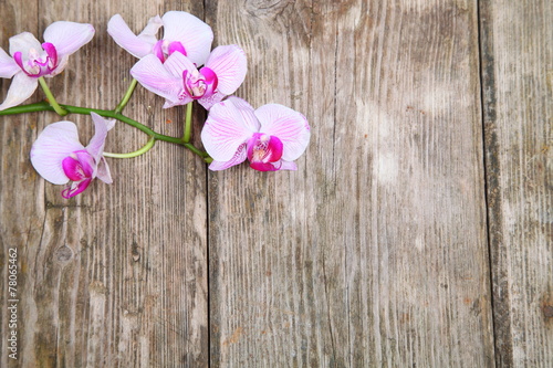 Orchid(Phalaenopsis ) on a wooden background