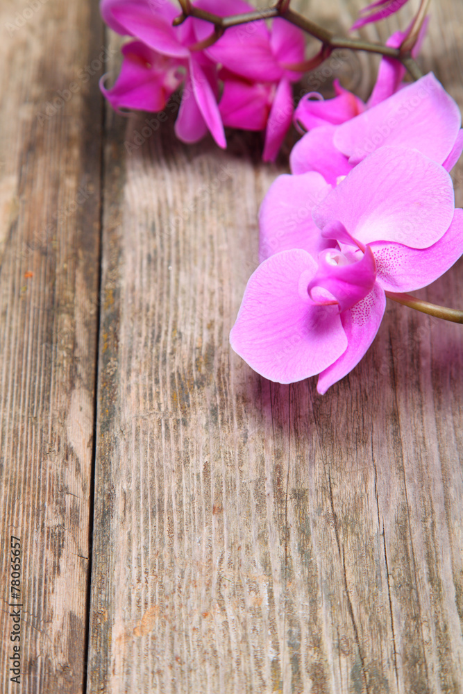 Orchid(Phalaenopsis ) on a wooden background Orchid(Phalaenopsis ) on a wooden background