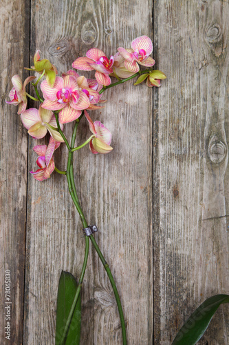 Orchid Phalaenopsis   on a wooden background