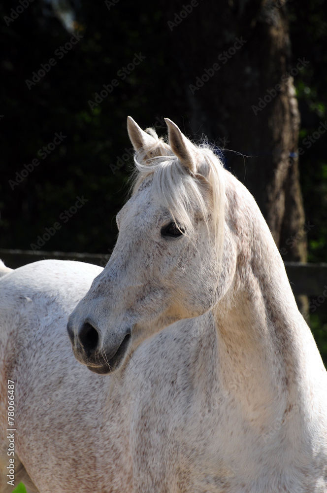 Obraz premium Arabisches Vollblut