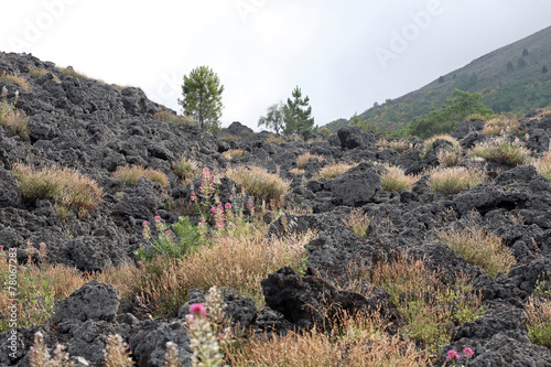 Recolonization of lava - Rumex scutatus photo