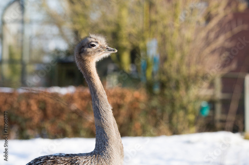 Little ostrich, Darwins Rhea close up profile