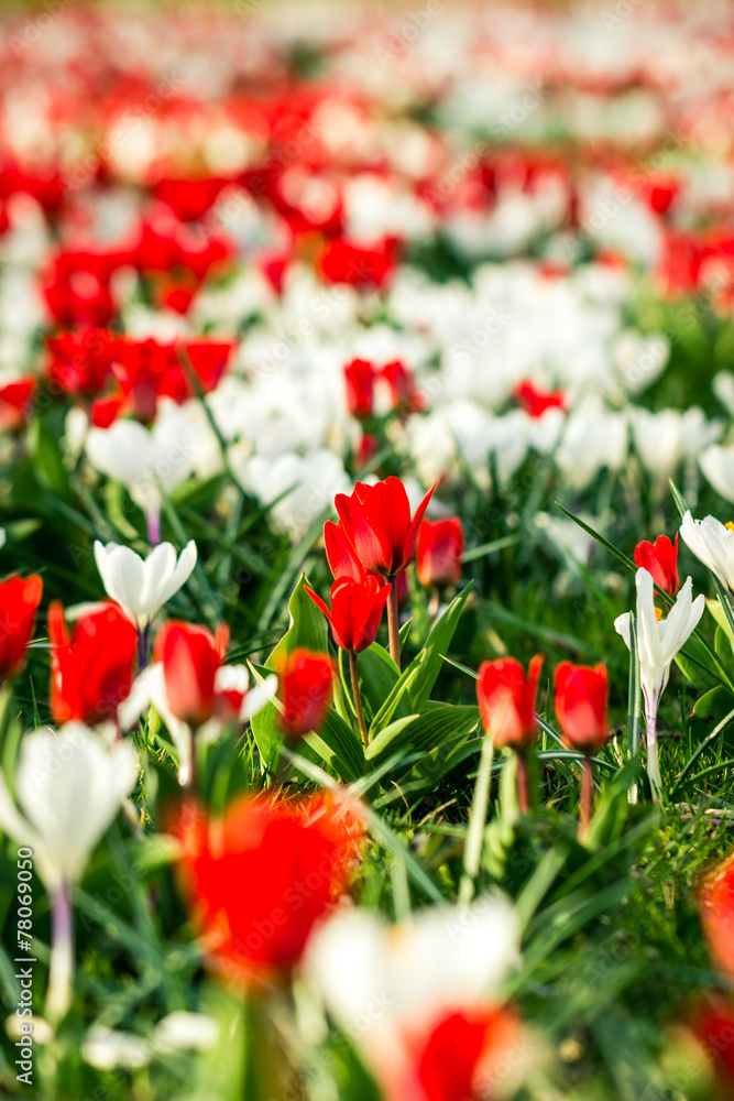Fototapeta premium Bunte Wiese