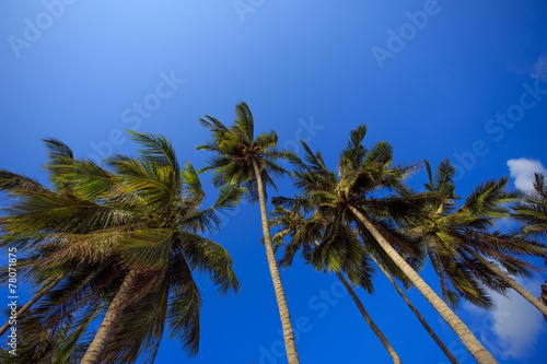 Кокосовые пальмы на фоне синего неба.