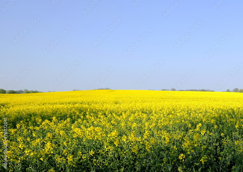 canolafield 9 canolafield 9